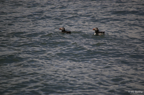 Puffins on the sea, Farne Islands